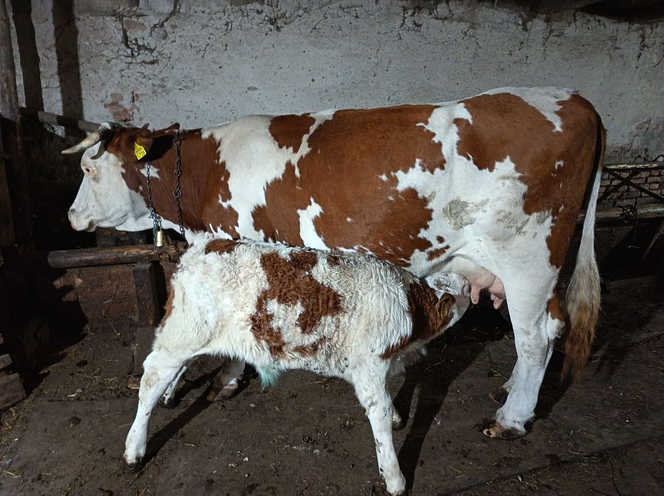 Vând vaca cu vițel