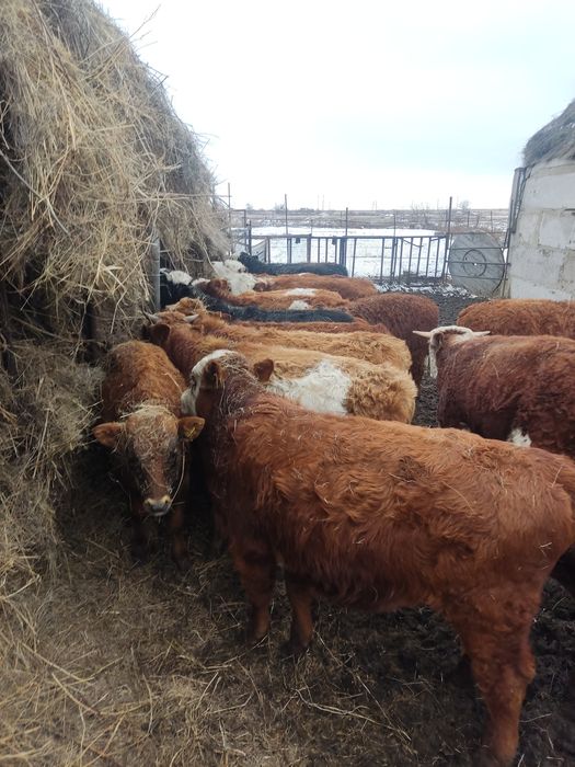 Продам_Бычков...