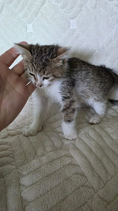Отдам котенка в добрые руки