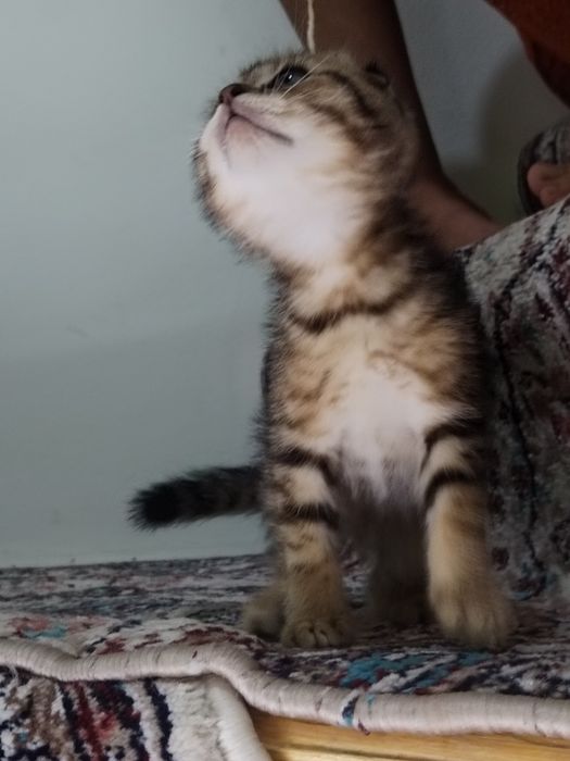 Bengal mushukchalar sotiladi