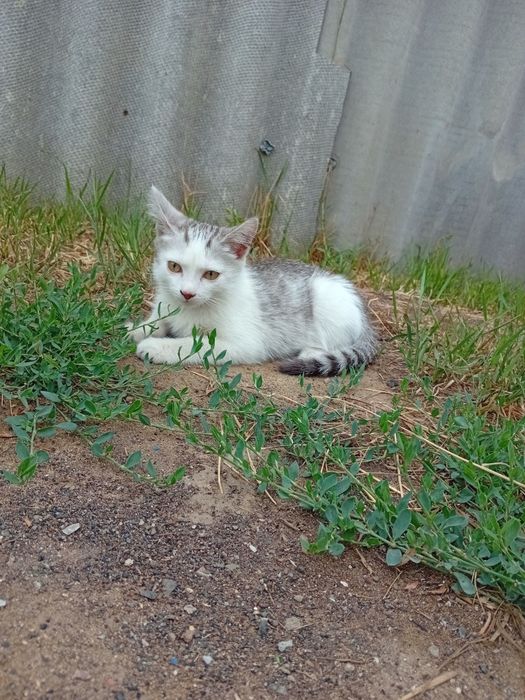 Срочно отдам котёнка