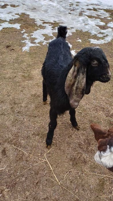 Продам козу пароды камори битал