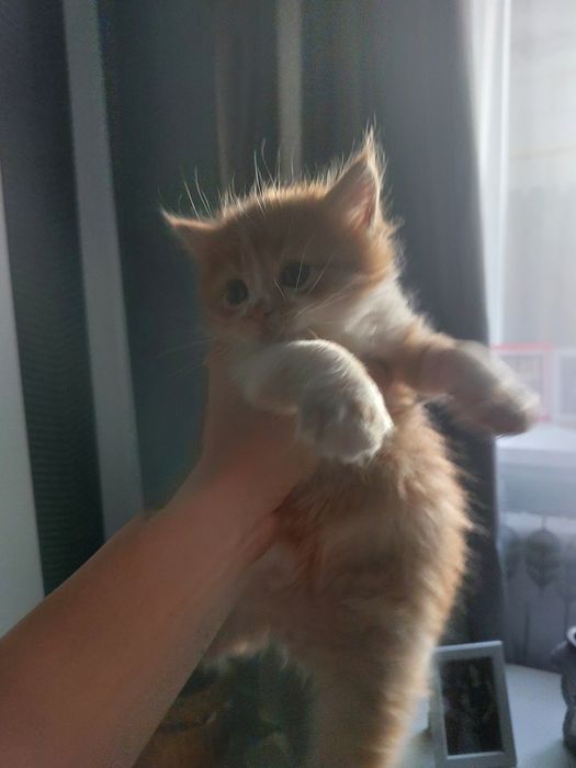 Отдаём котят в добрые руки