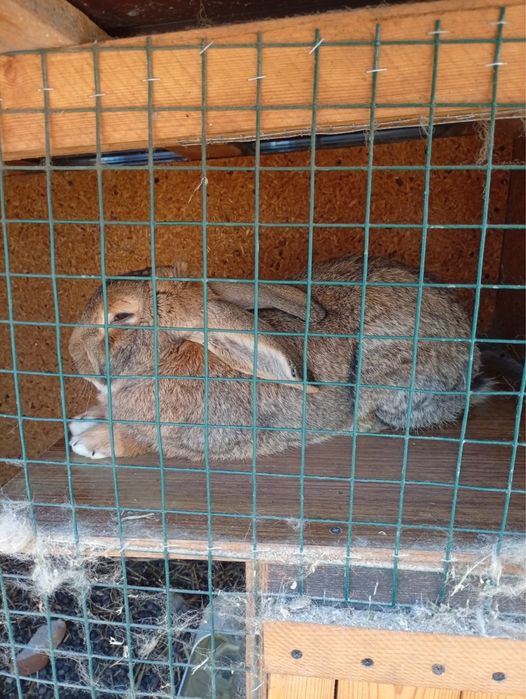 Продам кроликов по 15000т.