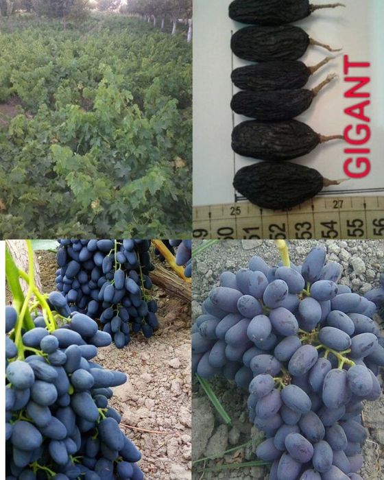 Uzum koʻchatlari cheklanmagan miqdorda