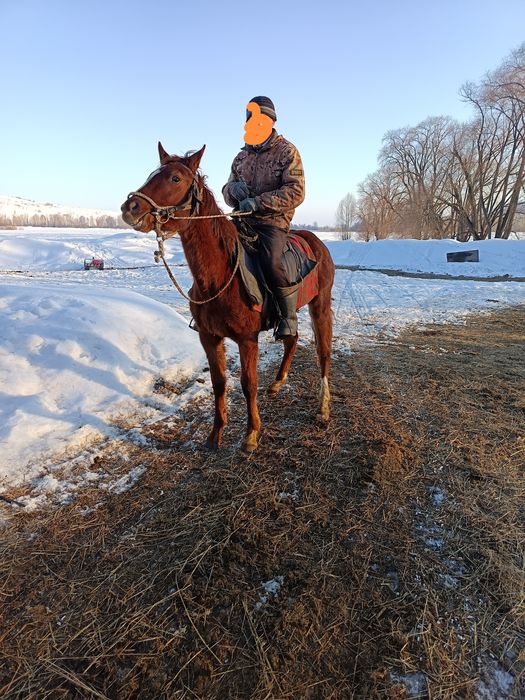 1.10месяцев жеребчик инаходец