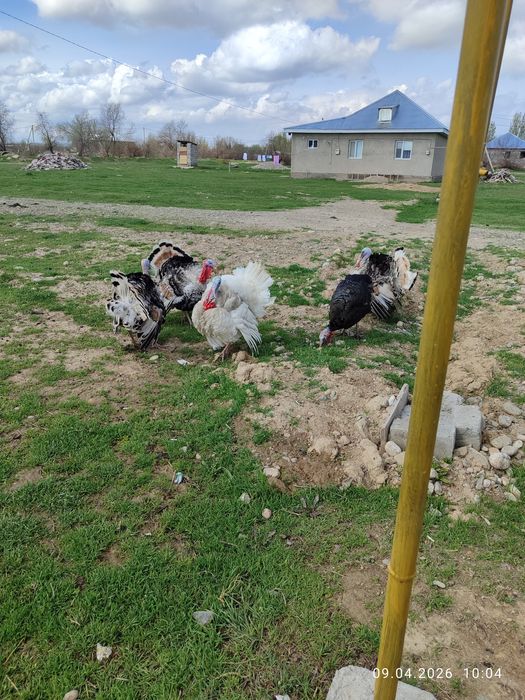 Еркек индюктер 4штук