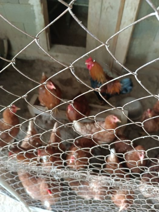 Продам Куриц Ломан Браун