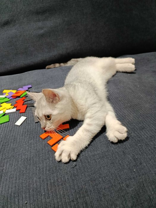 Srochno! Arzonga! Shinshilla serebristaya. Sotiladi. Продается