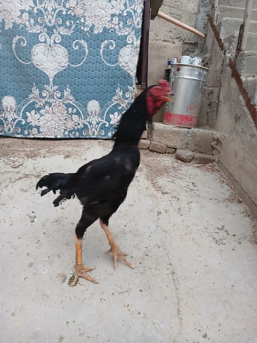 8 oylik juja kateyski hali uyushmagan