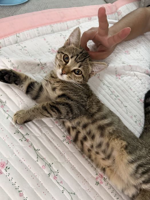 Котенок в добрые руки