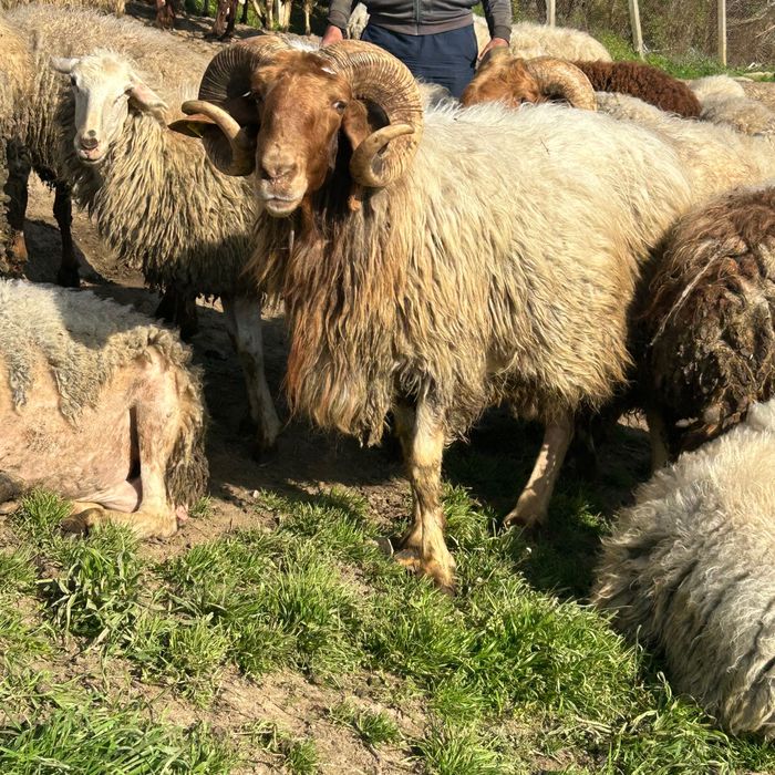 Продавам два коча и овце