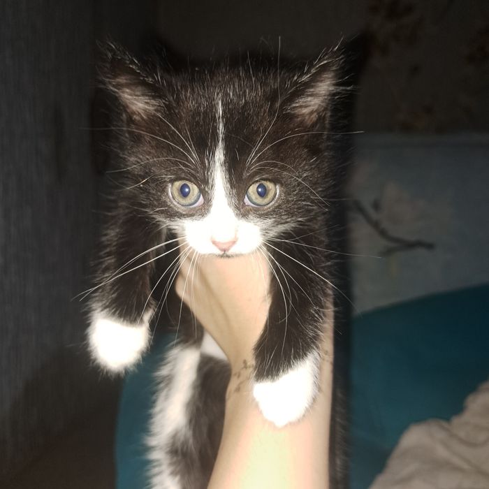 отдам двоих  котят