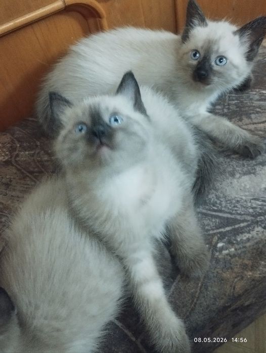 Котята Сиамские Мальчики