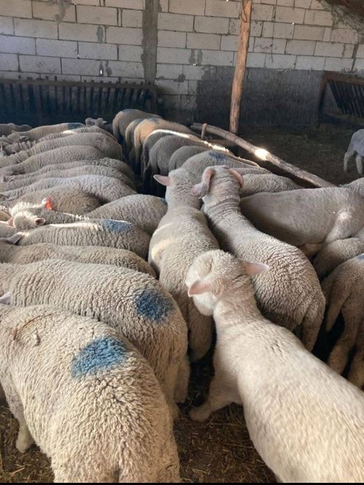 Miei merinos de palas