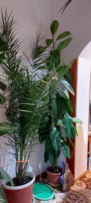 Vand plante de apartament in Moreni. Pret de la 20 ron