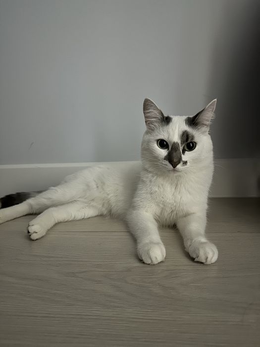 Отдам кота в хорошие руки