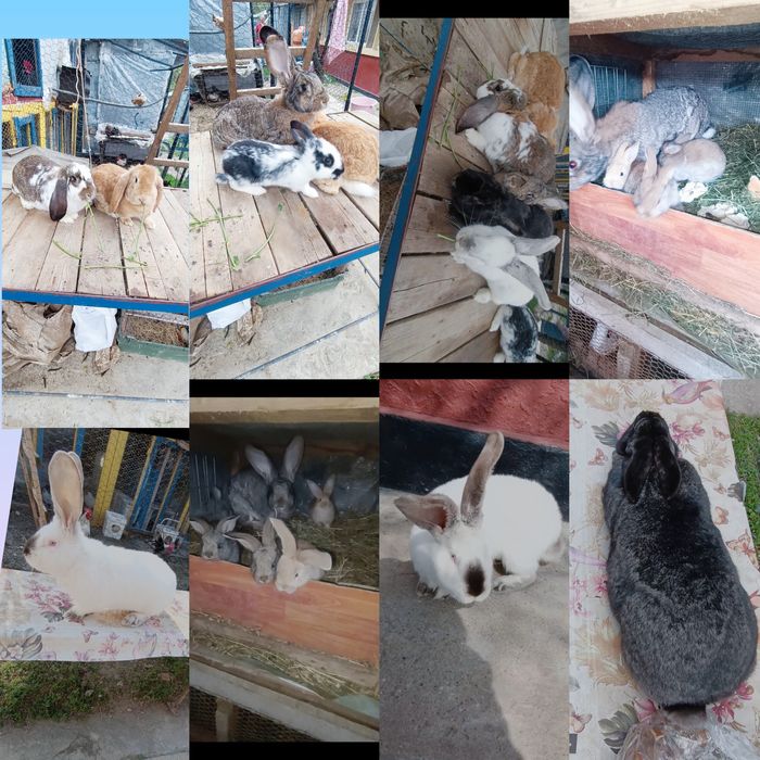 Iepuri de rasa de vânzare