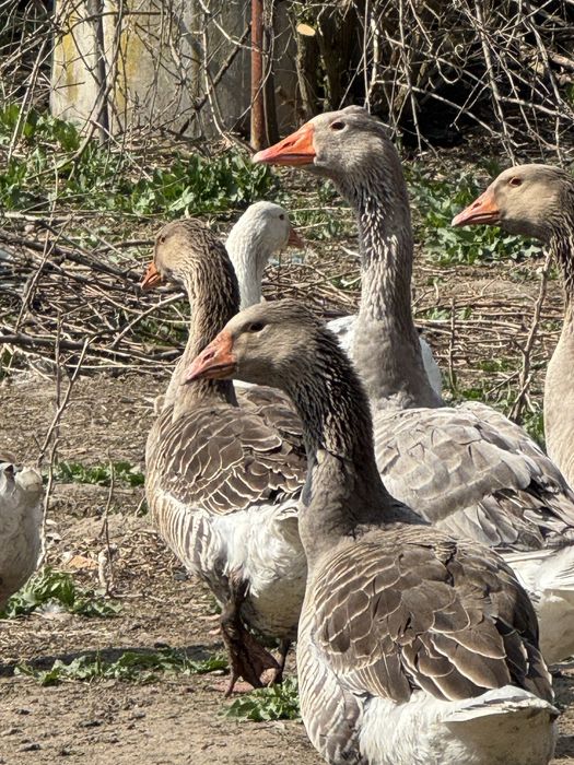 Продавам 10 броя домашни гъски