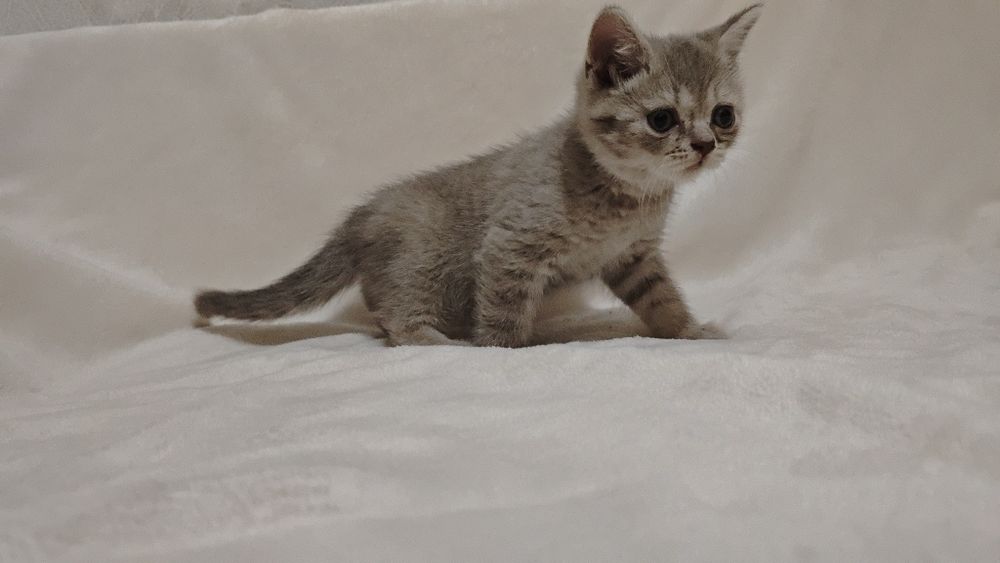 Продам шотландских котят