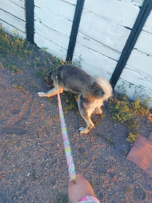 Выгул собак ! ! !