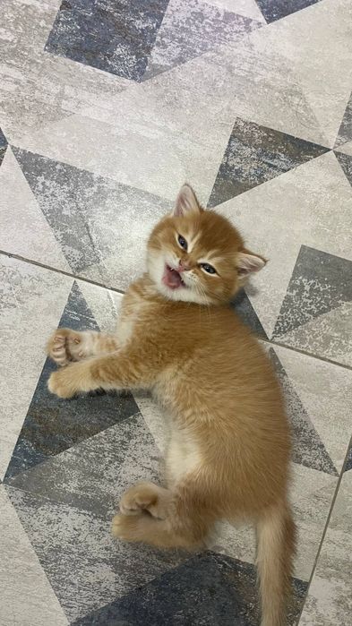 Котята на продаже