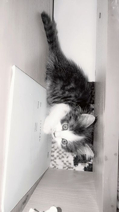 Котенок милашка, красотка