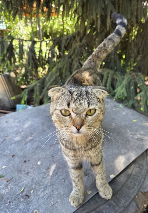Отдам вислоухого котика