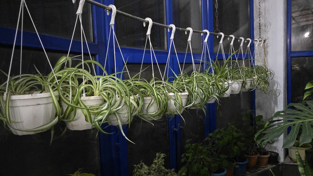 Комнатные растения