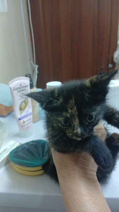 Котенок отдам хорошие руки