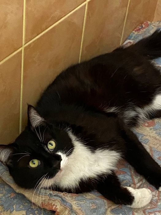 Молодой котик ищет дом