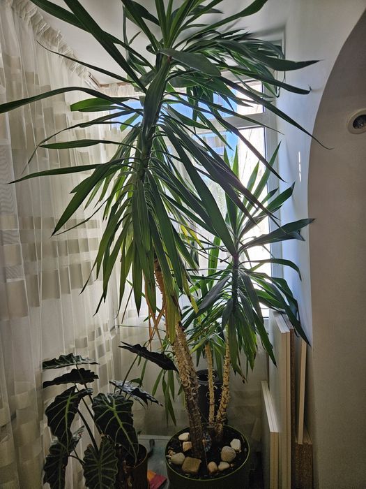 Se vine planta casei mele, Yucca de 2,4 - 2,5 m inaltime