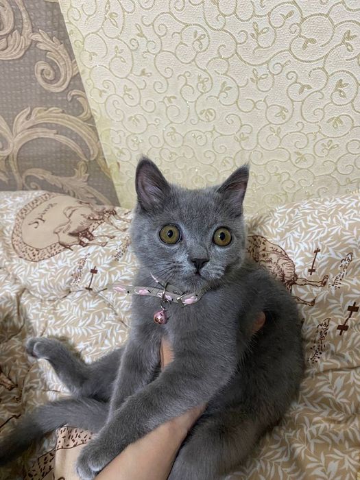 Продается кошка парода  Скоттиш страйт (шотланская прямоухая)