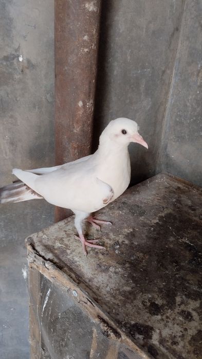 Продам бакинцов молодых