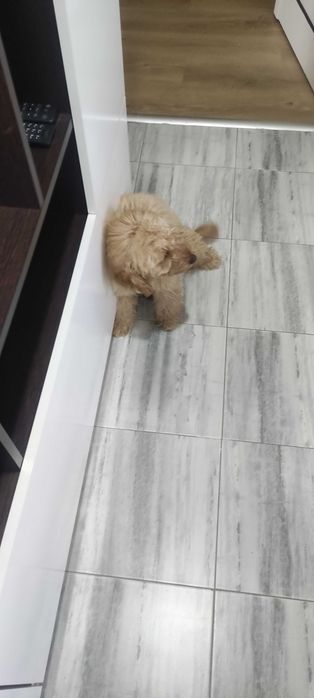 Продавам кралски пудел на 4 месеца , лично предаване