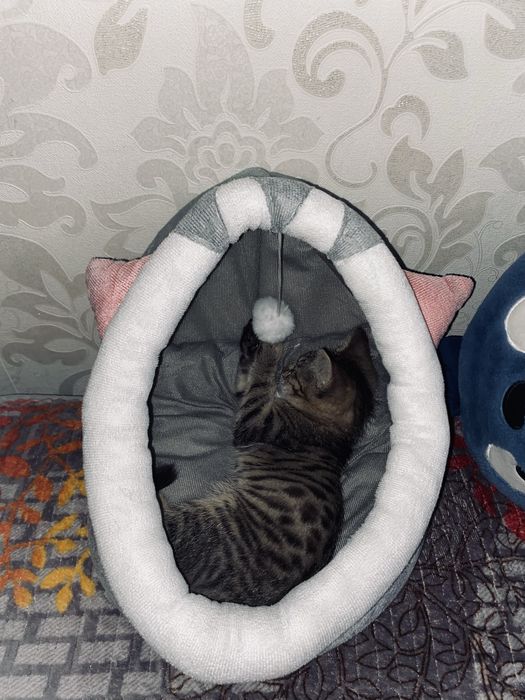 Лежанка для котят