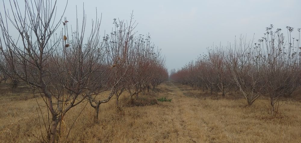 Хуссий бог 2 гектар