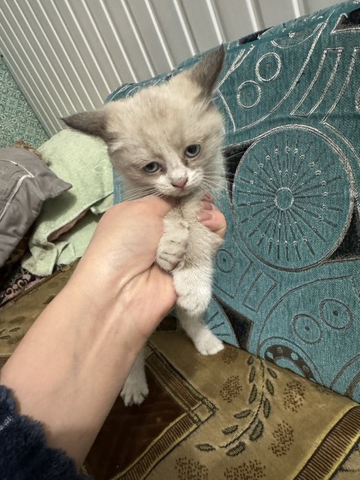 Отдам котят прекрасных котят в добрые руки
