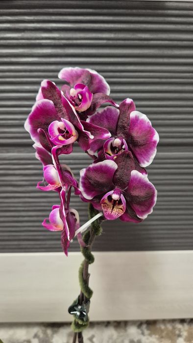 Продам орхидею Фаленопсис