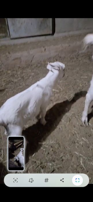 Лақ сатылады еркек