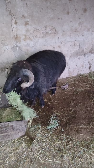 Qoʻchqor 2 yosh sogʻlom