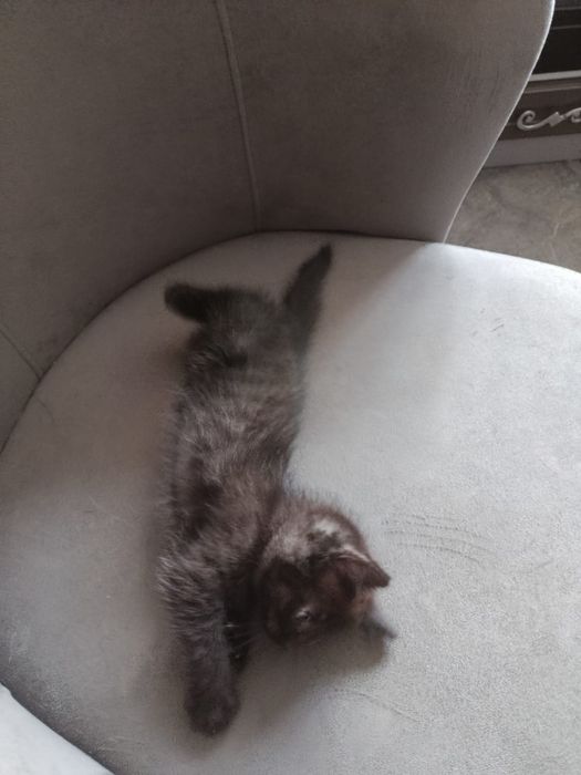 Котенок девочка американский бобтейл
