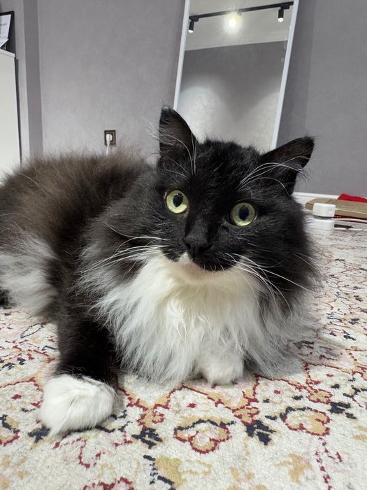 Отдам кота в хорошие руки