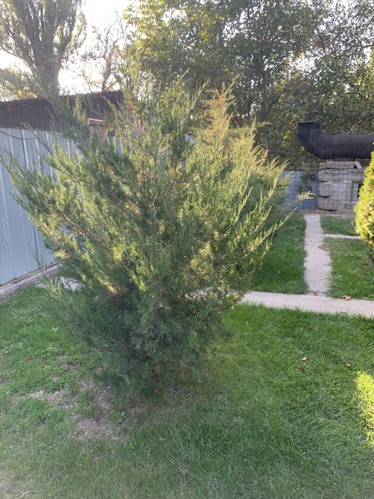 Продам елку 3х метровую