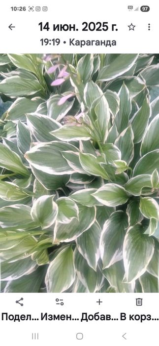 Цветы садовые многолетние