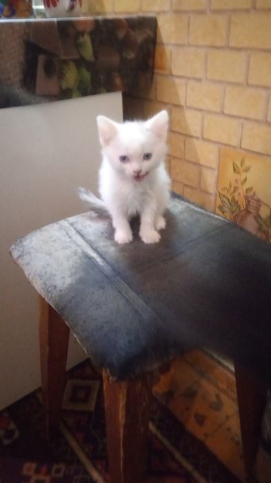 Котята, бесплатно