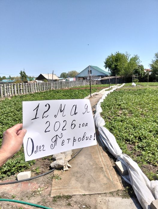 Клубника элитных сортов