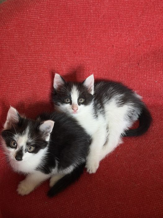 отдаем котят в хорошие руки