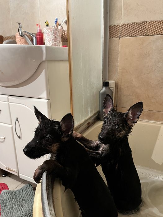 Шенки немецкой овчарки