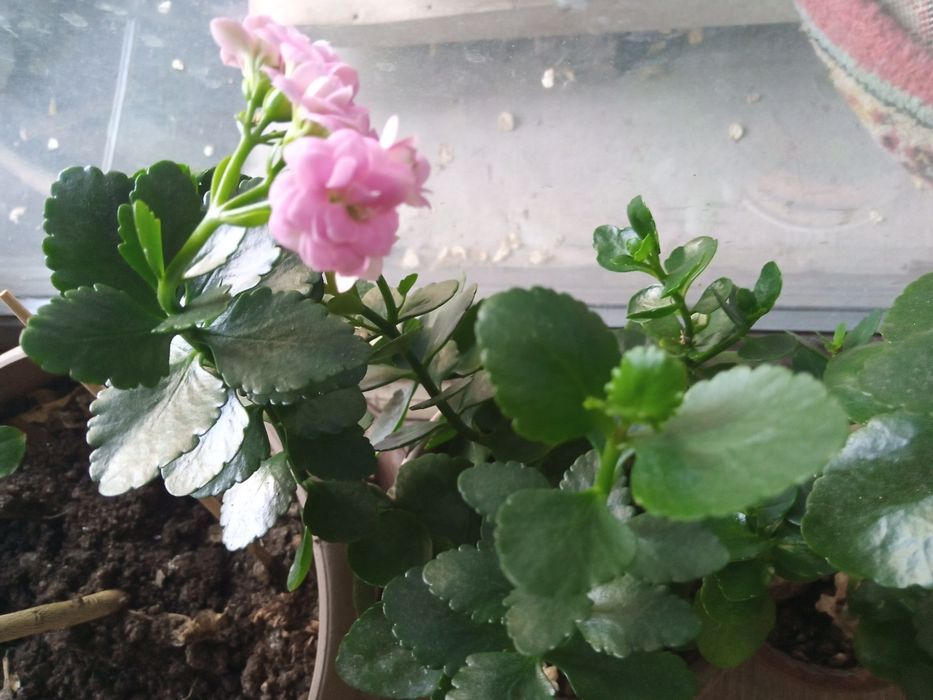 Цветы: толстянка, каланхоэ.